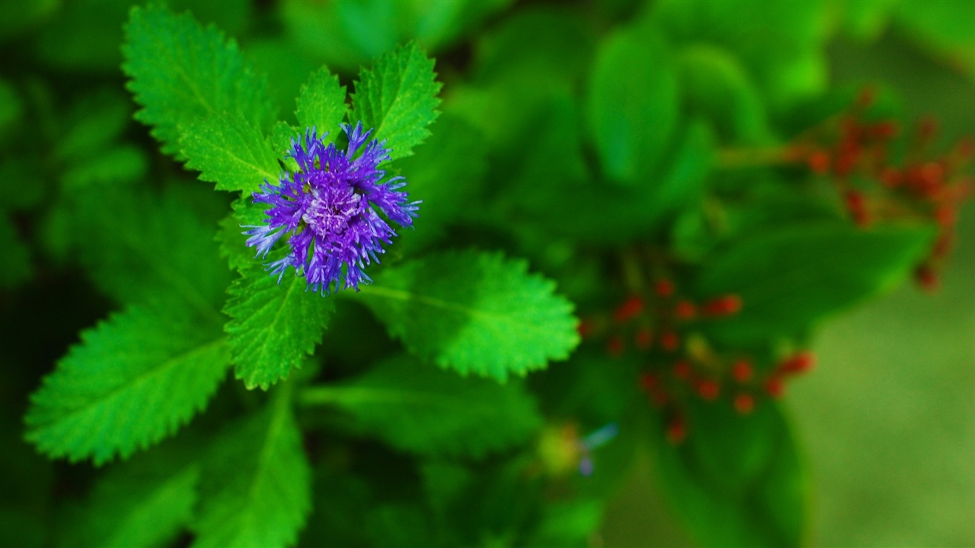 絢麗的色彩，美麗的鮮花 高清壁紙 #16 - 1366x768