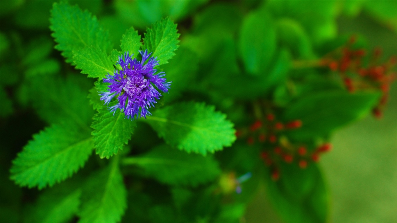 Couleurs brillantes, belles fleurs fonds d'écran HD #16 - 1366x768