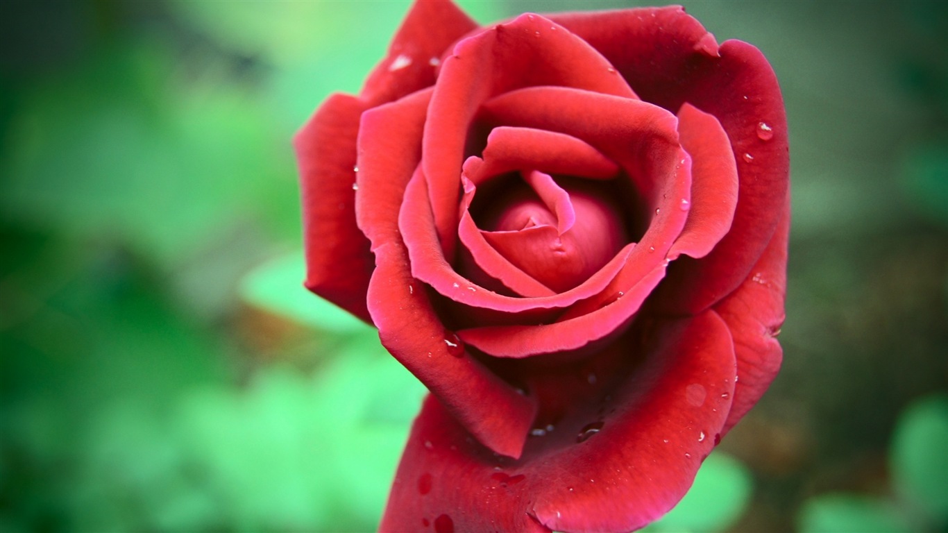 화려한 색상, 아름다운 꽃의 HD 배경 화면 #17 - 1366x768