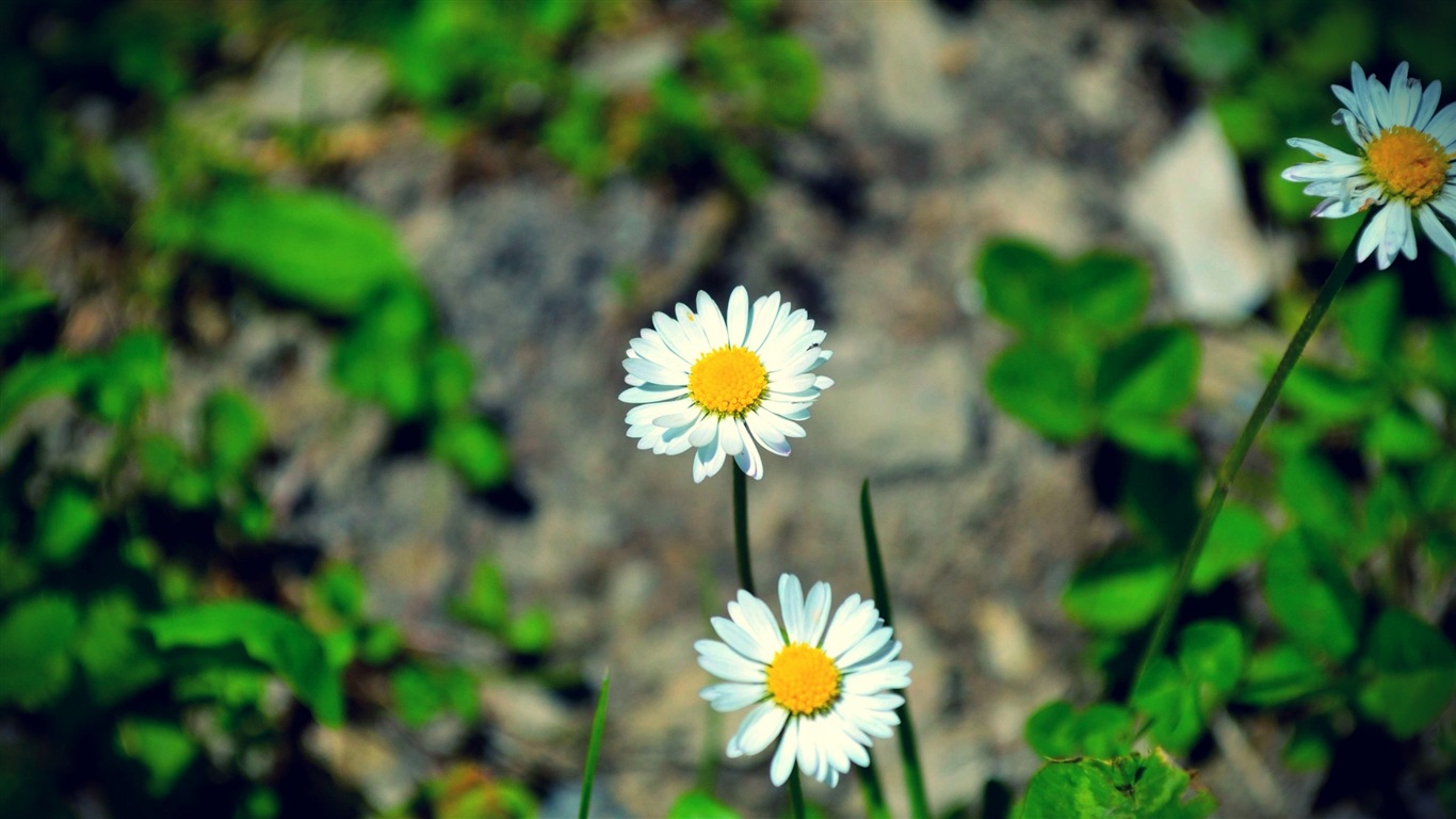 Couleurs brillantes, belles fleurs fonds d'écran HD #20 - 1366x768