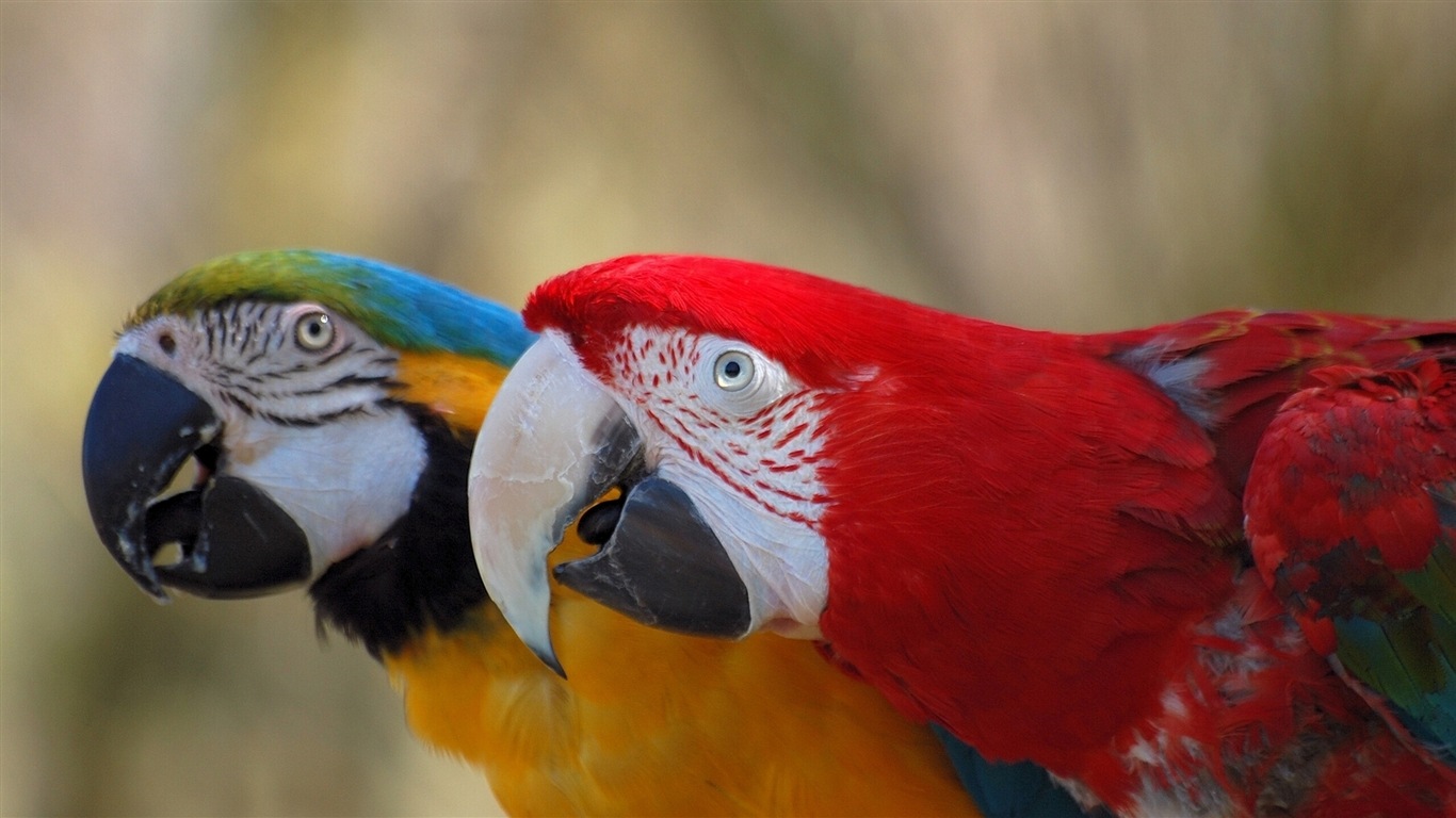 guacamayo primer plano HD fondos de pantalla #6 - 1366x768