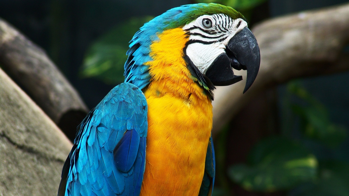 macaw close-up HD Tapety na plochu #7 - 1366x768