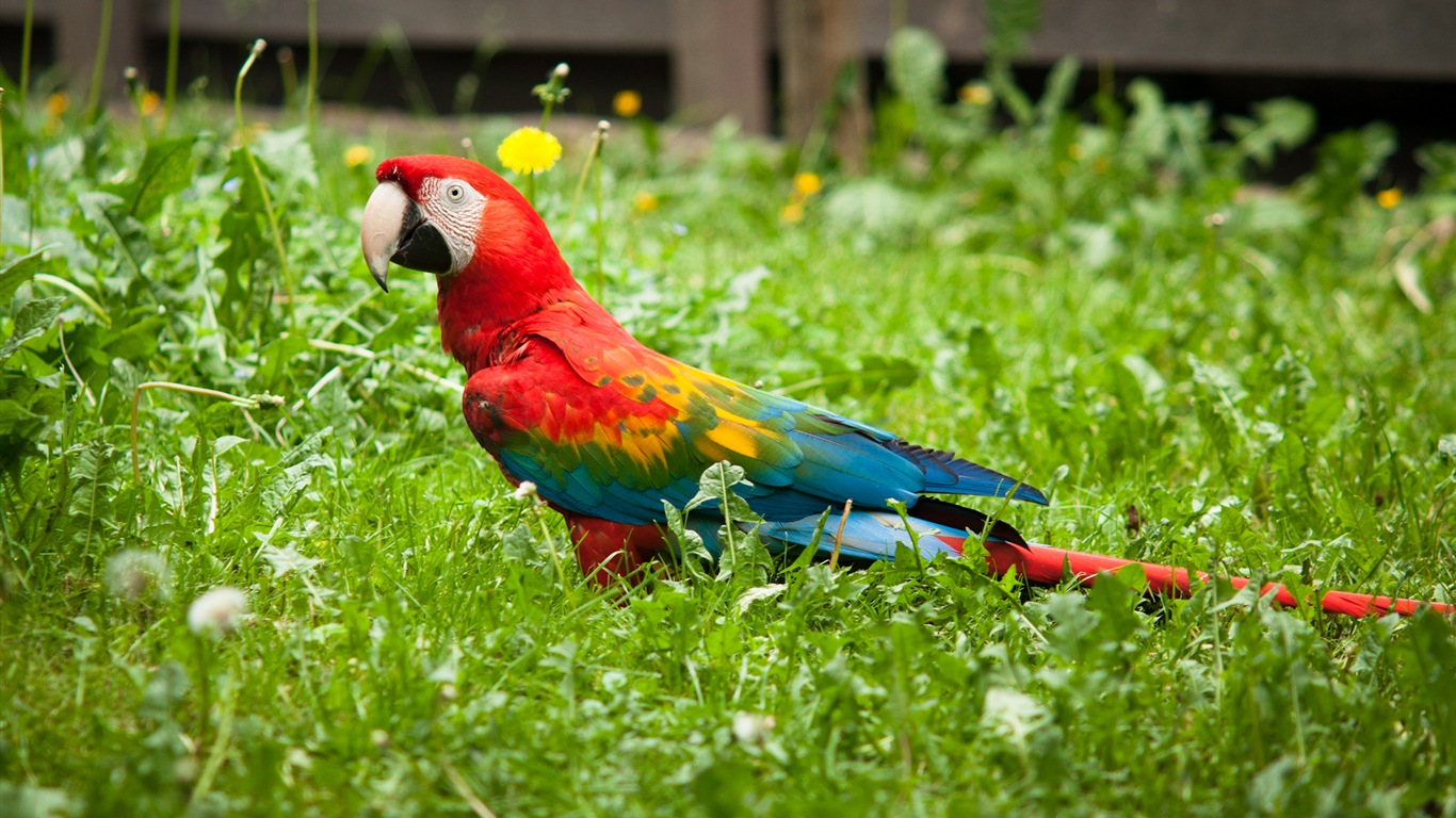 guacamayo primer plano HD fondos de pantalla #8 - 1366x768