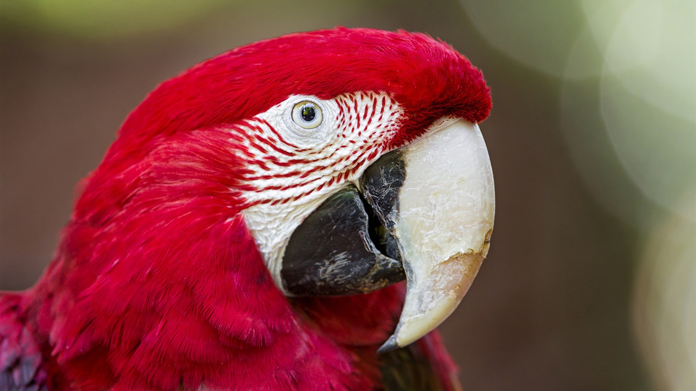 Macaw close-up HD wallpapers #9 - 1366x768