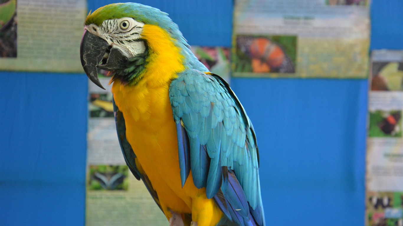 Macaw Nahaufnahme HD Wallpaper #13 - 1366x768