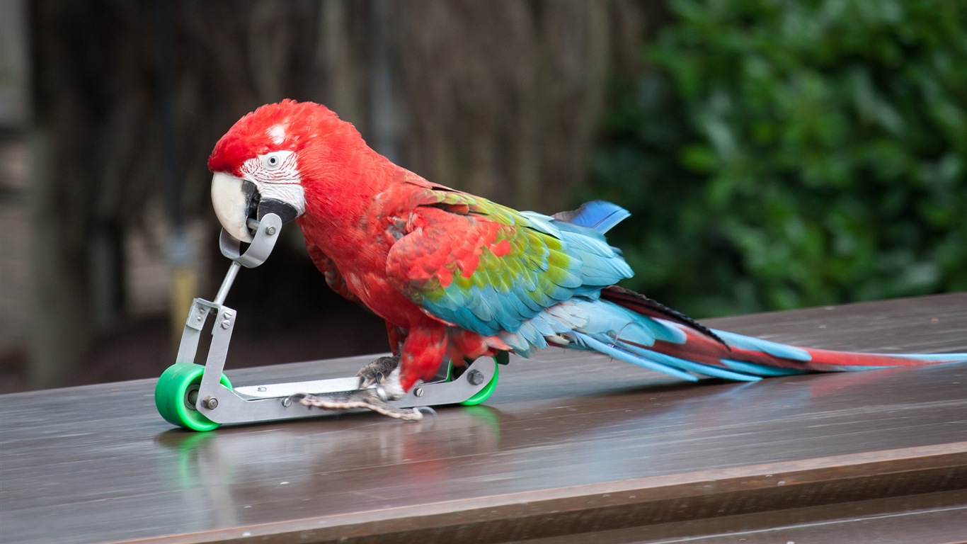 guacamayo primer plano HD fondos de pantalla #19 - 1366x768