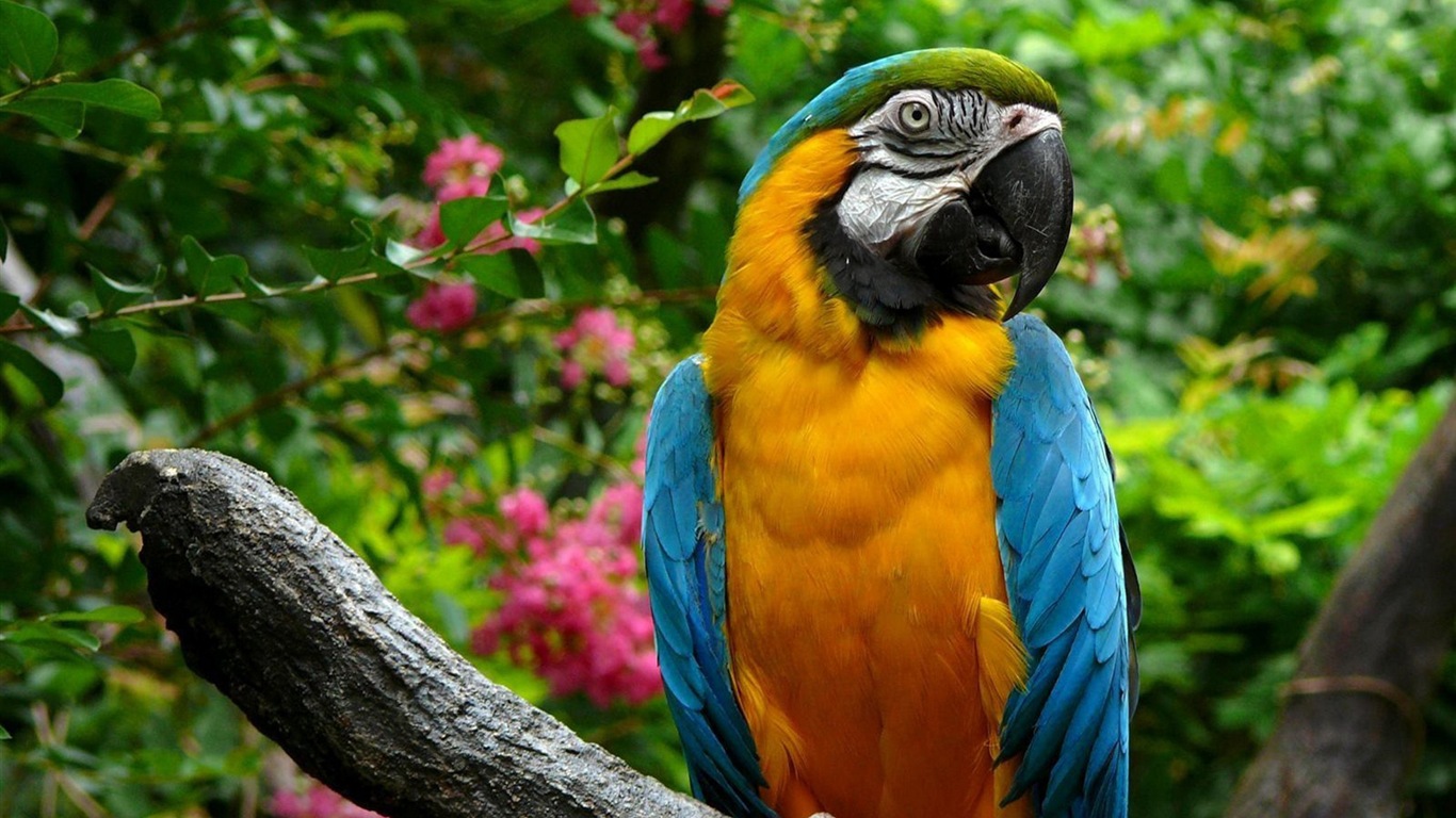 macaw close-up HD Tapety na plochu #27 - 1366x768