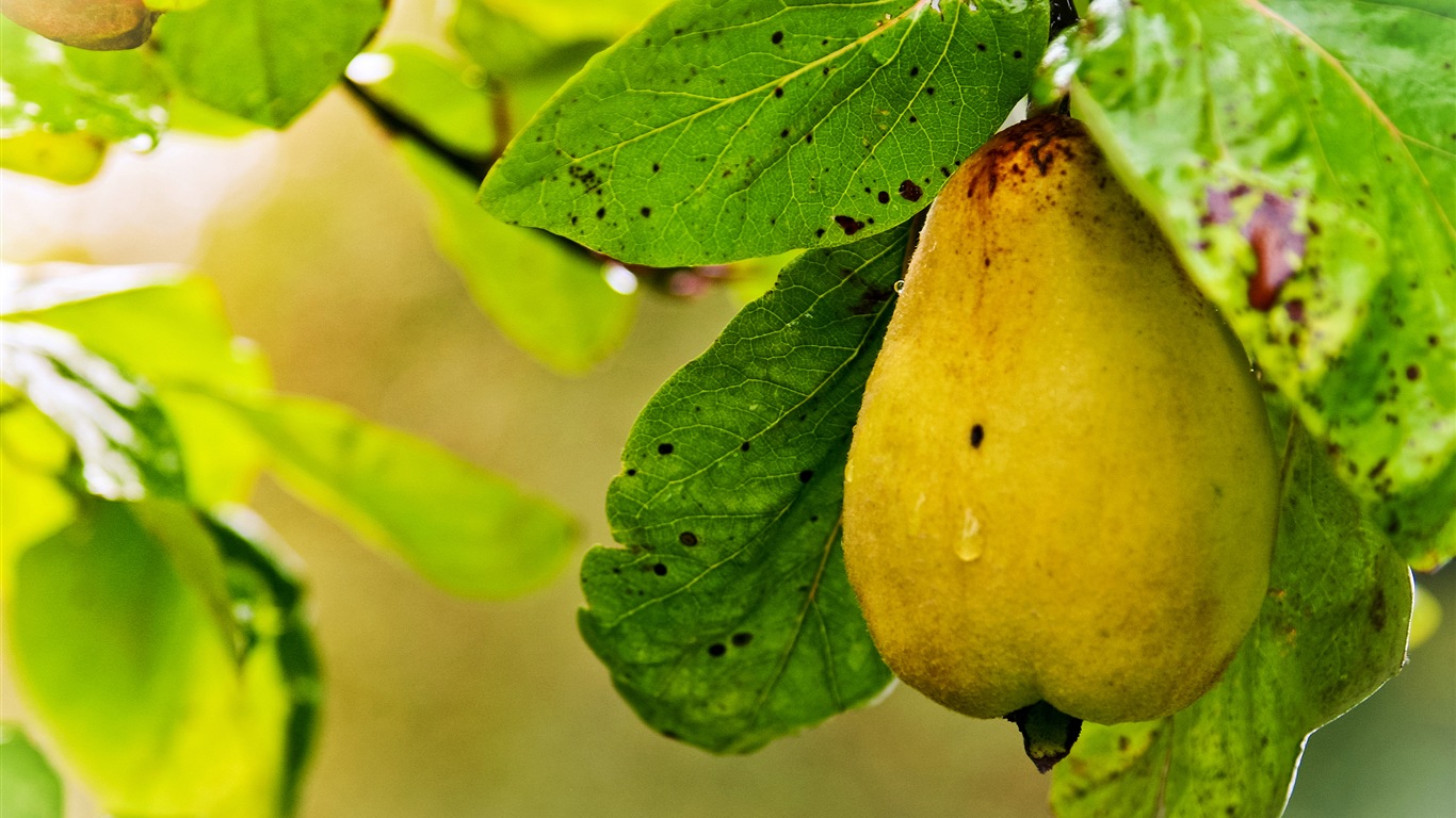 Suculenta fruta, peras fondos de pantalla de alta definición en primer plano #8 - 1366x768