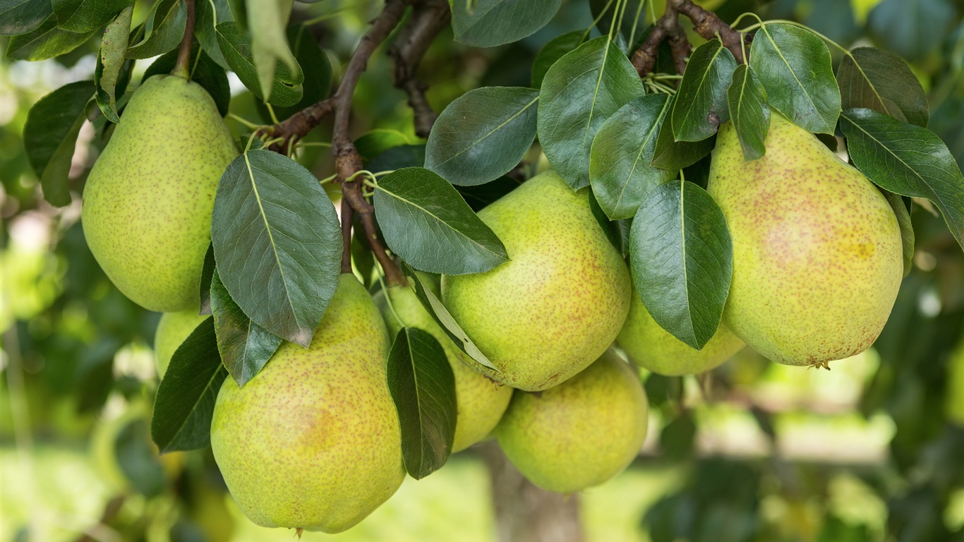 Suculenta fruta, peras fondos de pantalla de alta definición en primer plano #24 - 1366x768