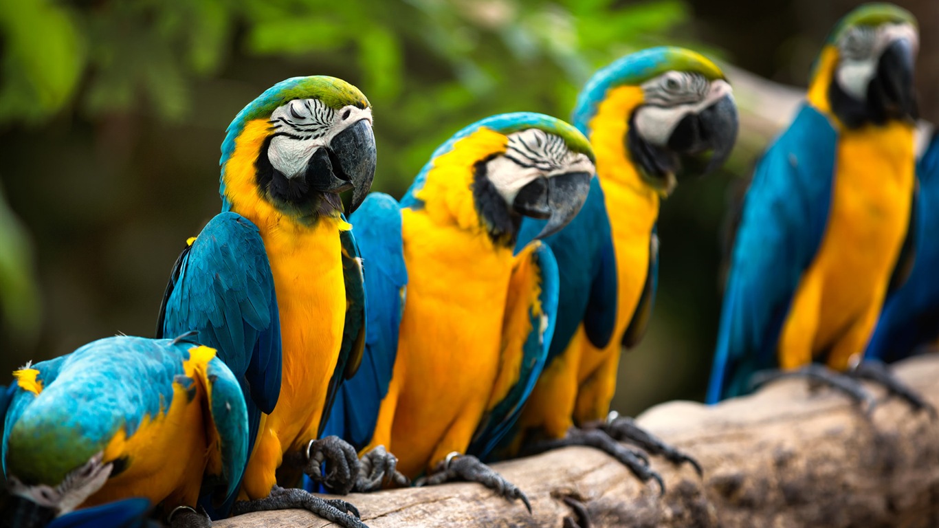 macaw close-up HD Tapety na plochu #1 - 1366x768