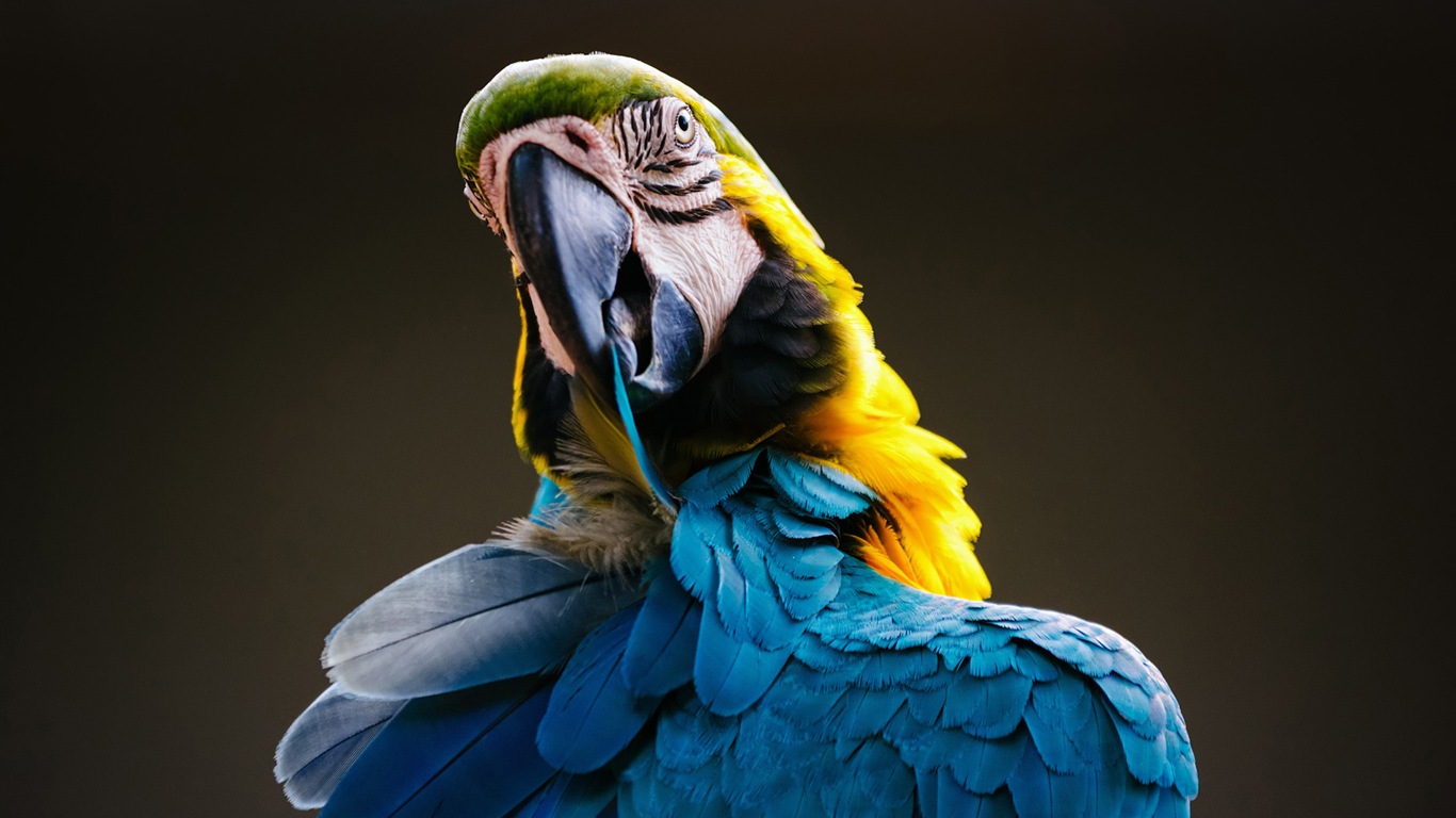 macaw close-up HD Tapety na plochu #2 - 1366x768