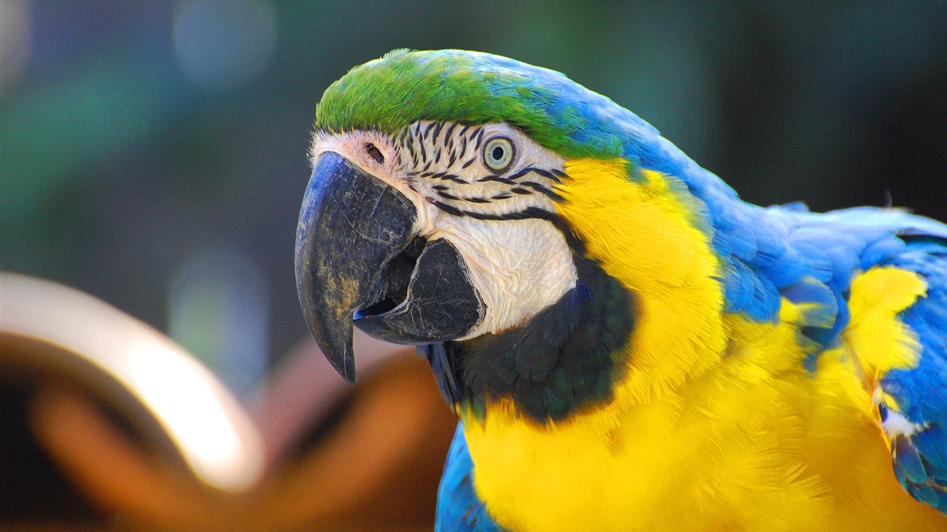 macaw close-up HD Tapety na plochu #3 - 1366x768