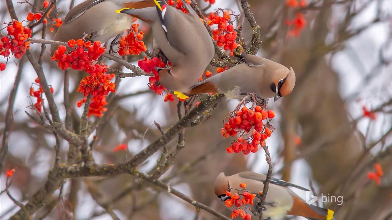 Décembre 2014 fonds d'écran HD Bing #14 - 1366x768