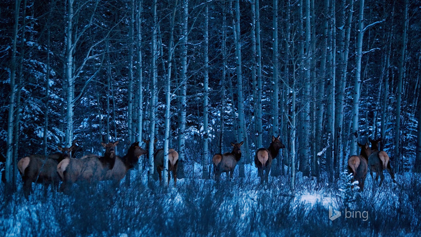 Décembre 2014 fonds d'écran HD Bing #18 - 1366x768