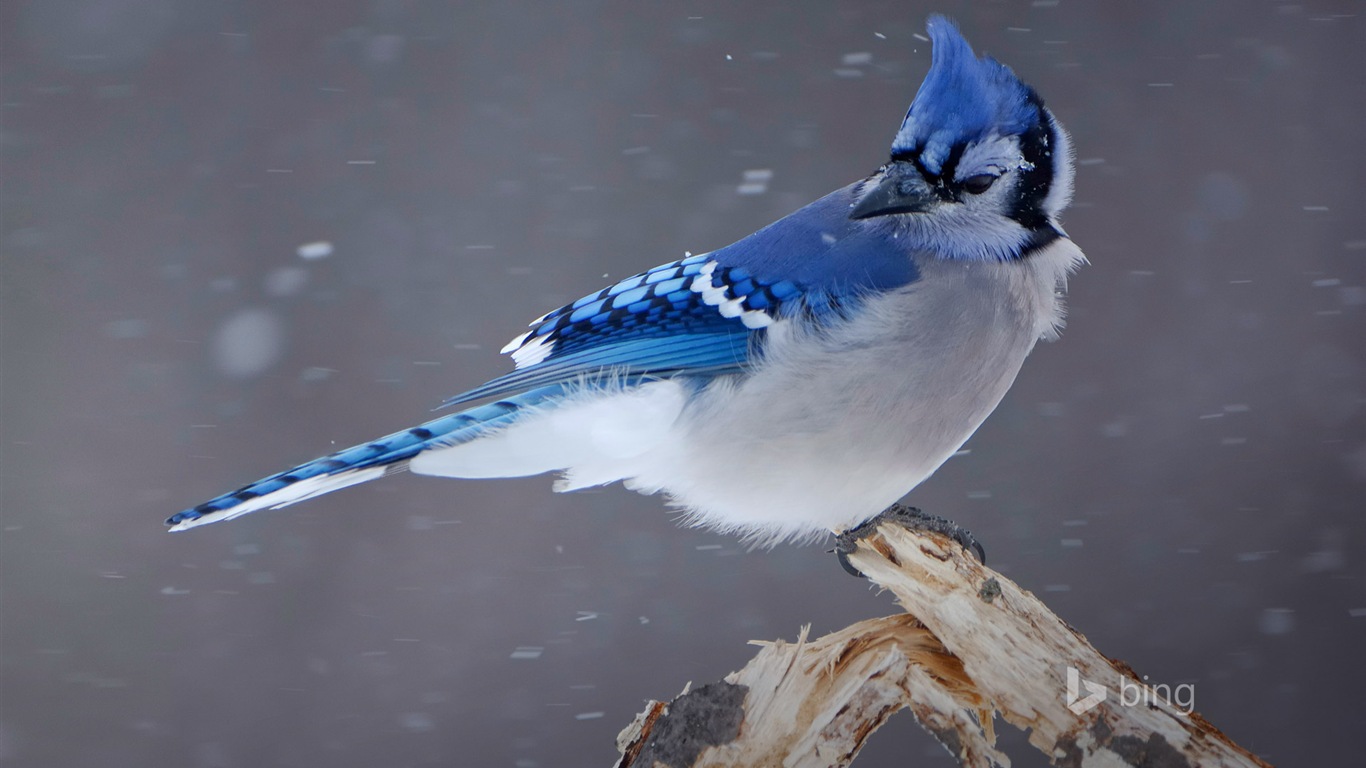 Décembre 2014 fonds d'écran HD Bing #21 - 1366x768