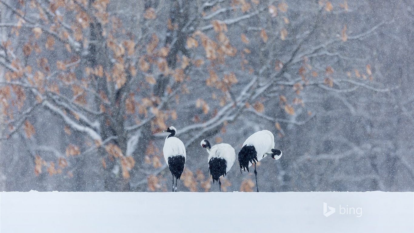 Décembre 2014 fonds d'écran HD Bing #25 - 1366x768