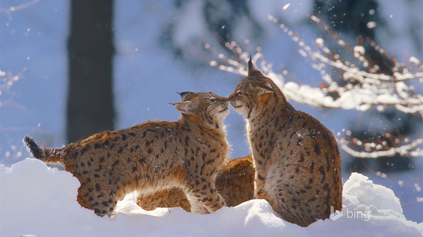 Décembre 2014 fonds d'écran HD Bing #28 - 1366x768