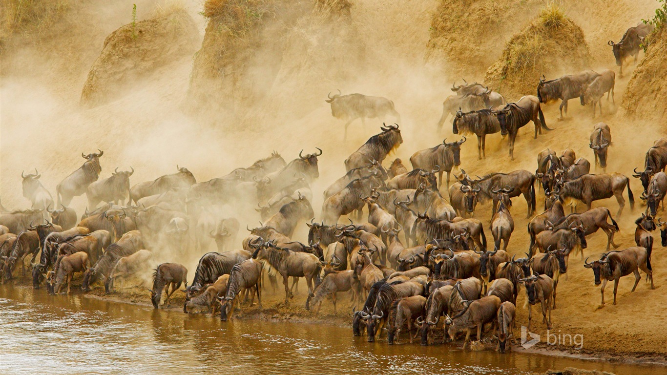 Janvier 2015 fonds d'écran HD Bing #17 - 1366x768