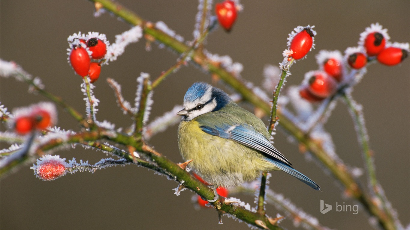 Janvier 2015 fonds d'écran HD Bing #20 - 1366x768