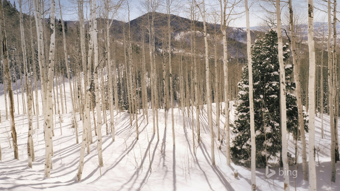 Janvier 2015 fonds d'écran HD Bing #22 - 1366x768