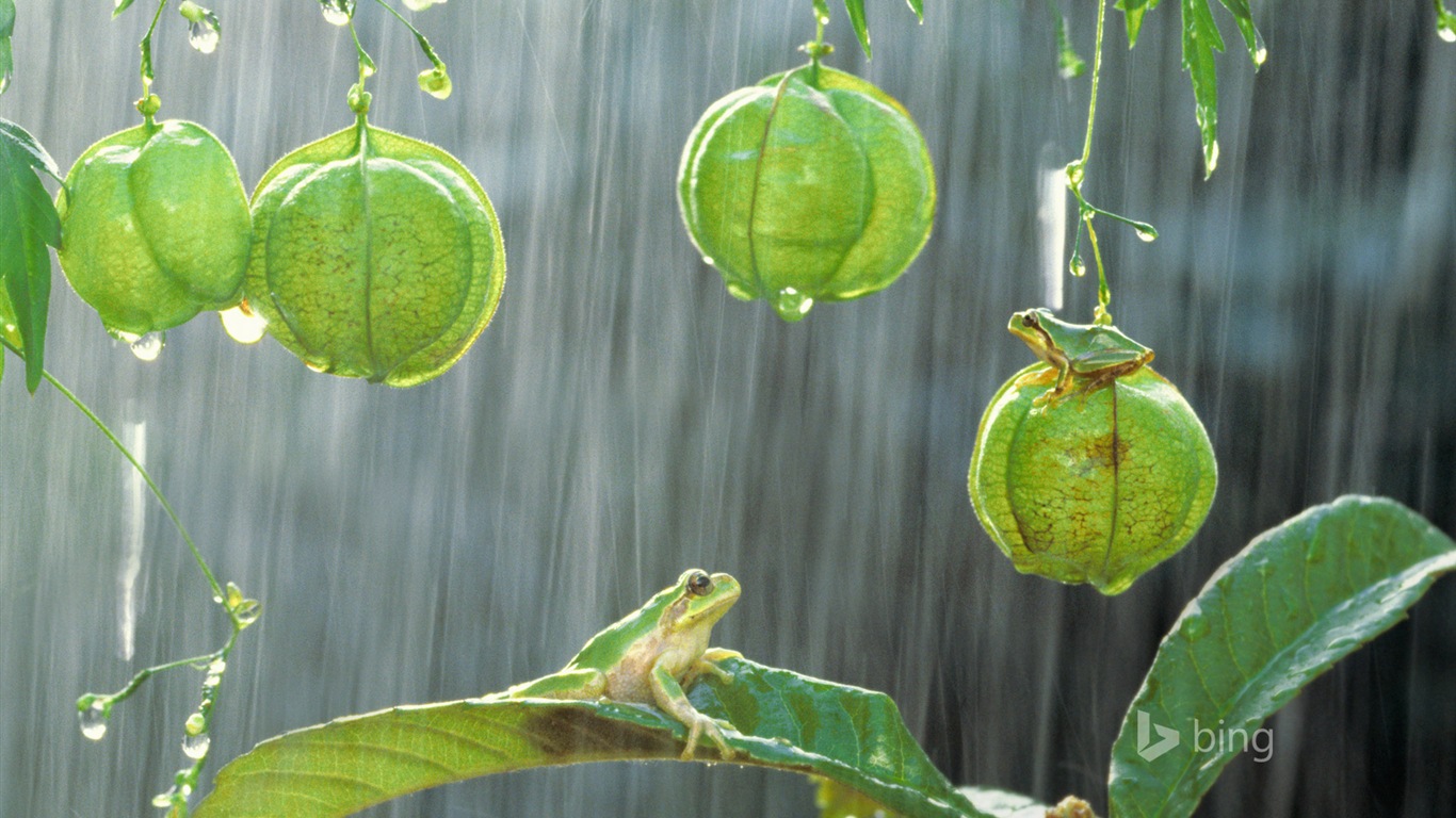 January 2015 Bing HD wallpapers #23 - 1366x768