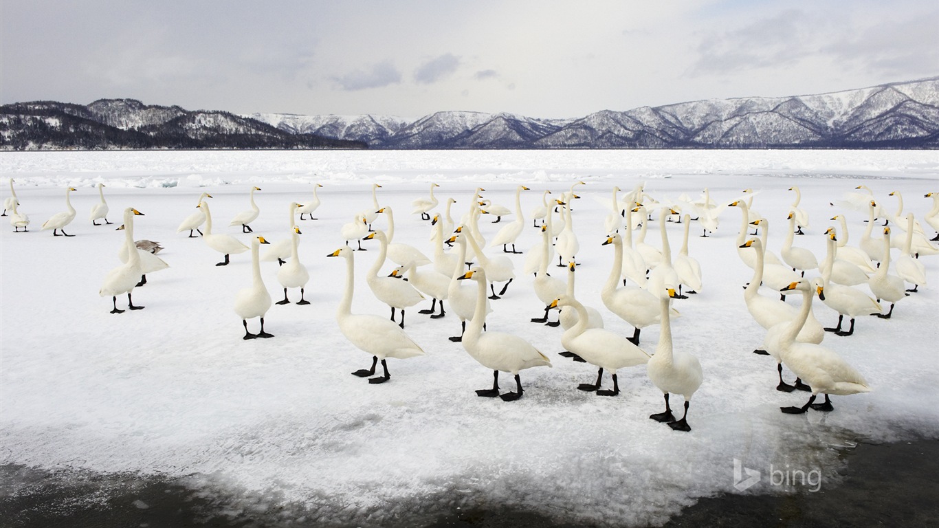 Janvier 2015 fonds d'écran HD Bing #24 - 1366x768