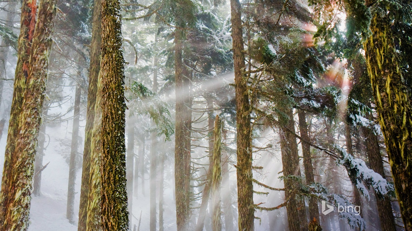 Janvier 2015 fonds d'écran HD Bing #30 - 1366x768