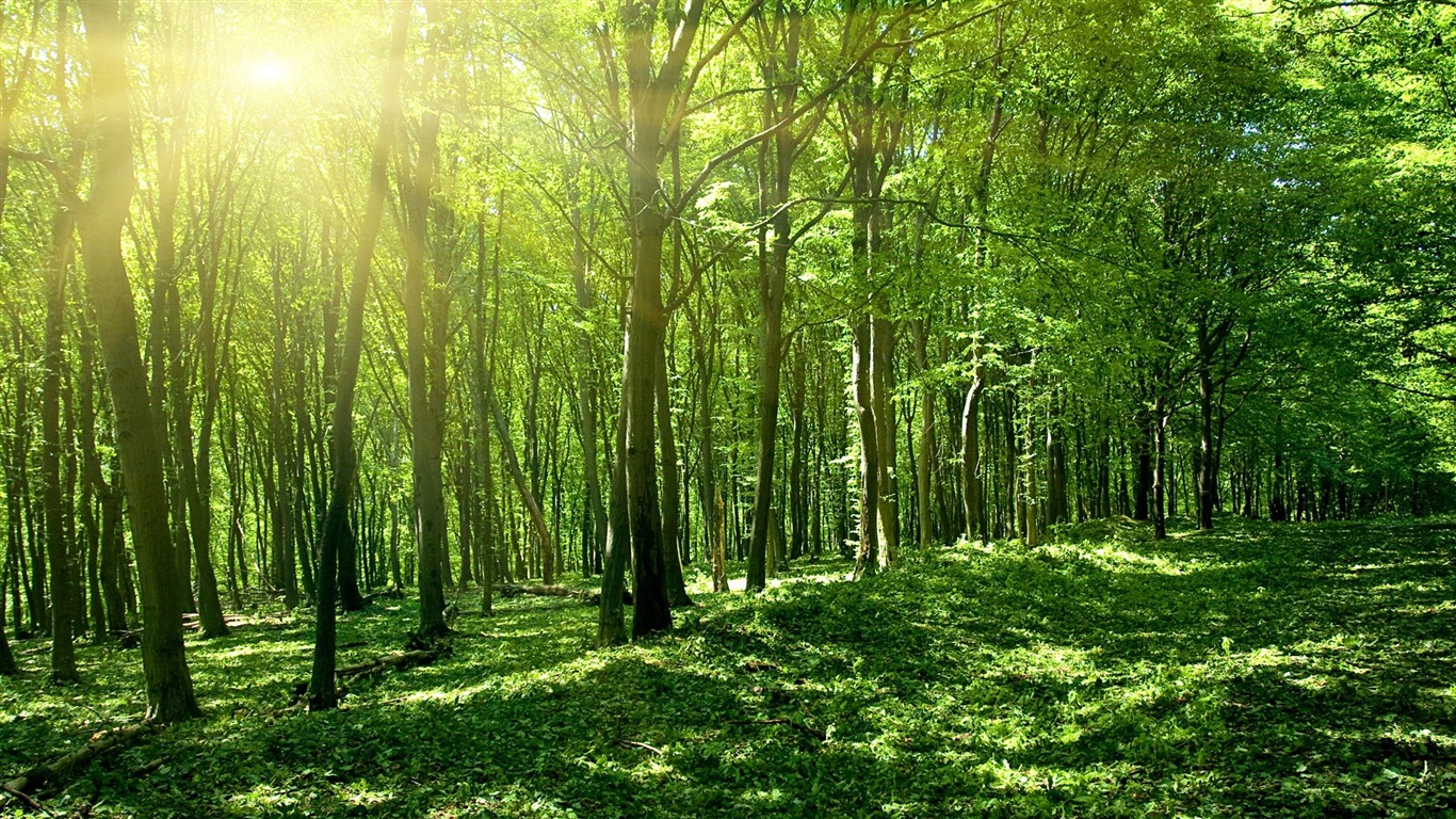 Windows 8 theme forest scenery HD wallpapers #3 - 1366x768