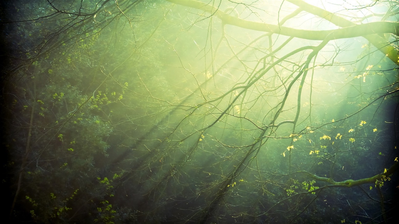 Windows 8 theme forest scenery HD wallpapers #6 - 1366x768