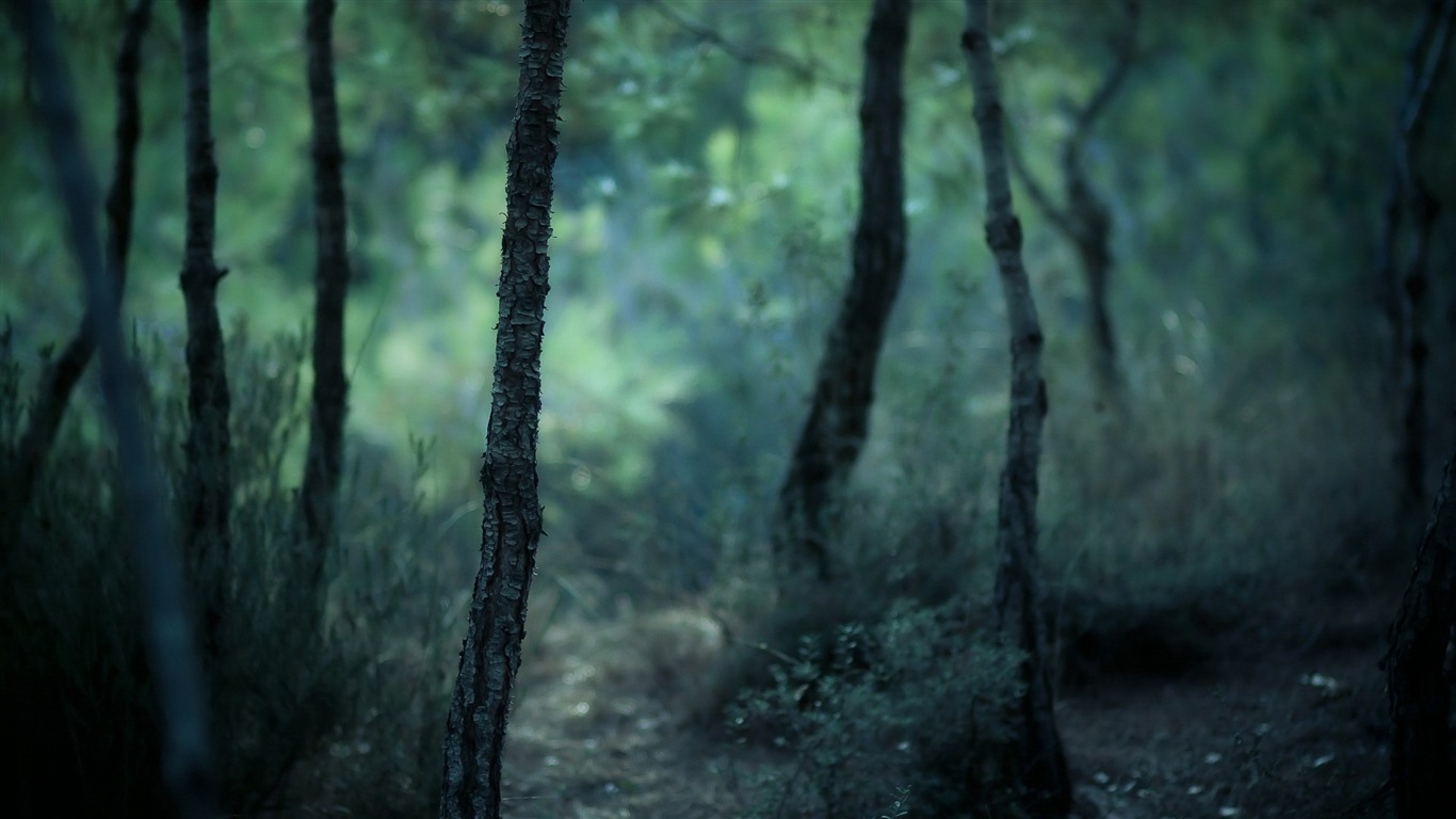 Windows 8 fonds d'écran thème paysages forestiers HD #7 - 1366x768
