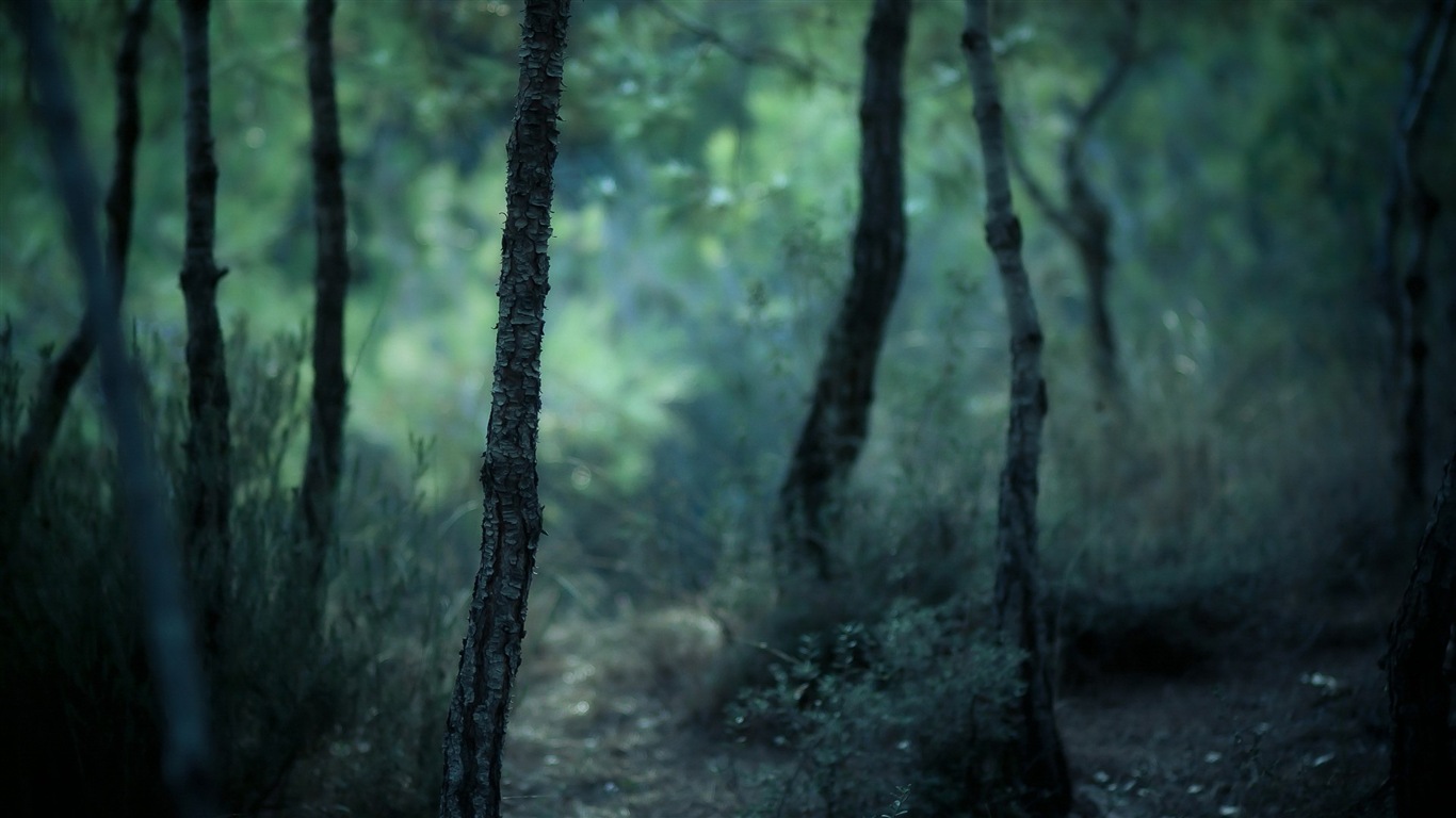 Windows 8主題 森林風光 高清壁紙 #7 - 1366x768