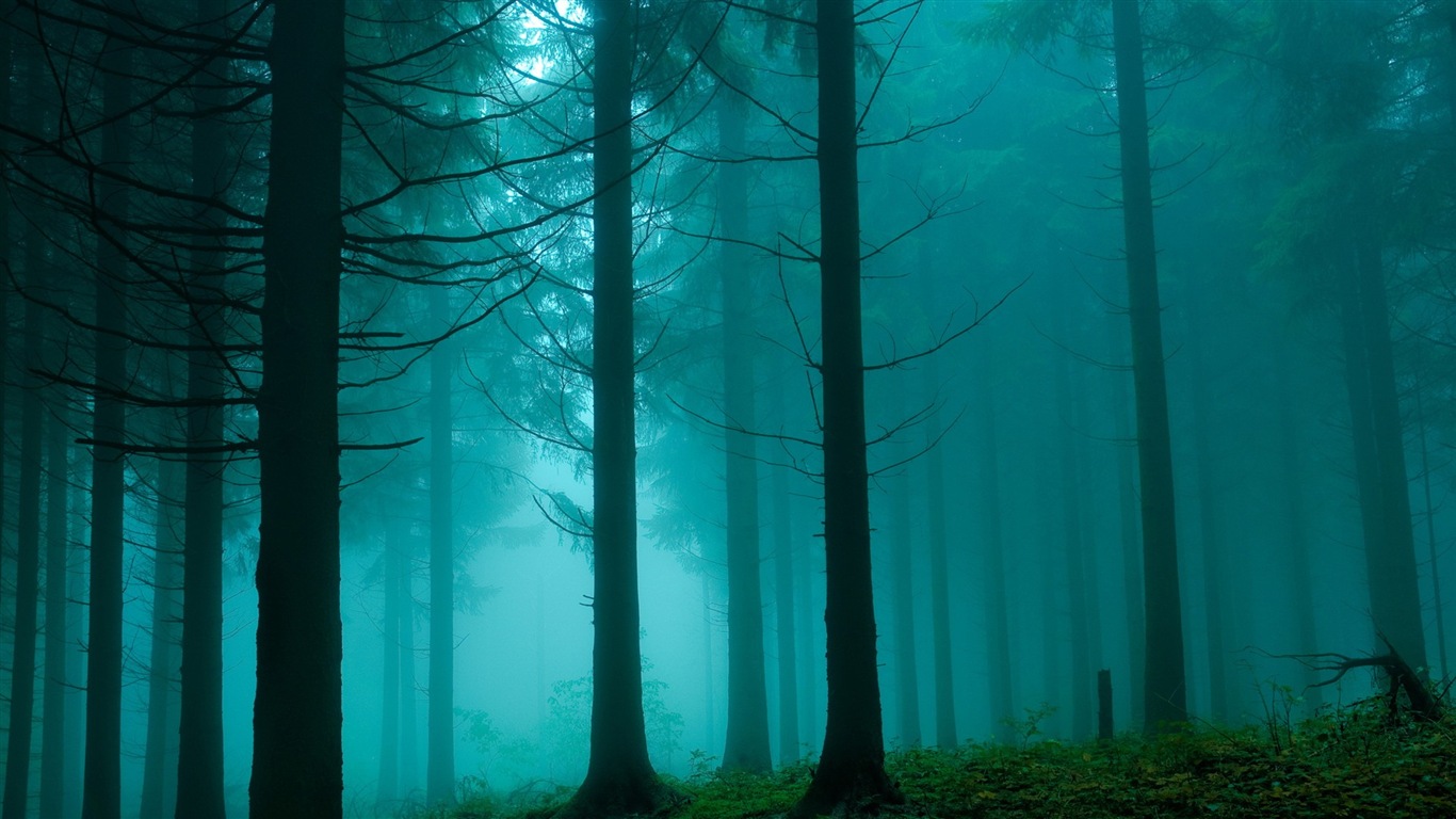Windows 8 theme forest scenery HD wallpapers #8 - 1366x768