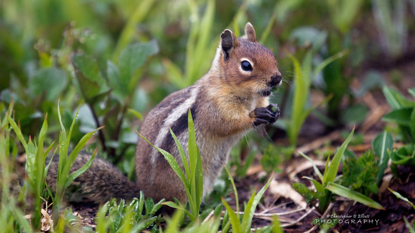 Windows 8主題，野生動物 高清壁紙 #4 - 1366x768