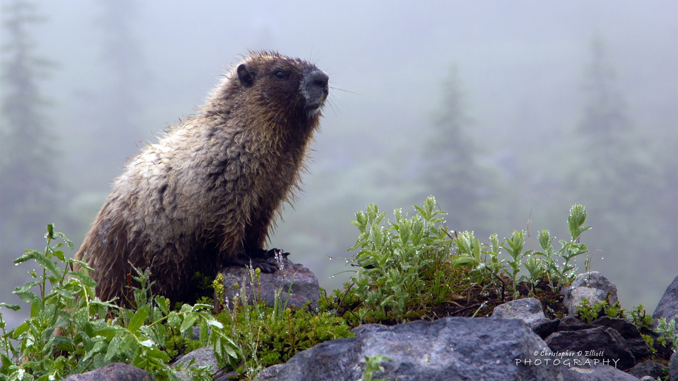 Windows 8主題，野生動物 高清壁紙 #5 - 1366x768