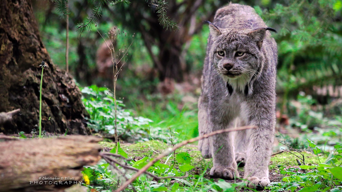 Windows 8主題，野生動物 高清壁紙 #6 - 1366x768