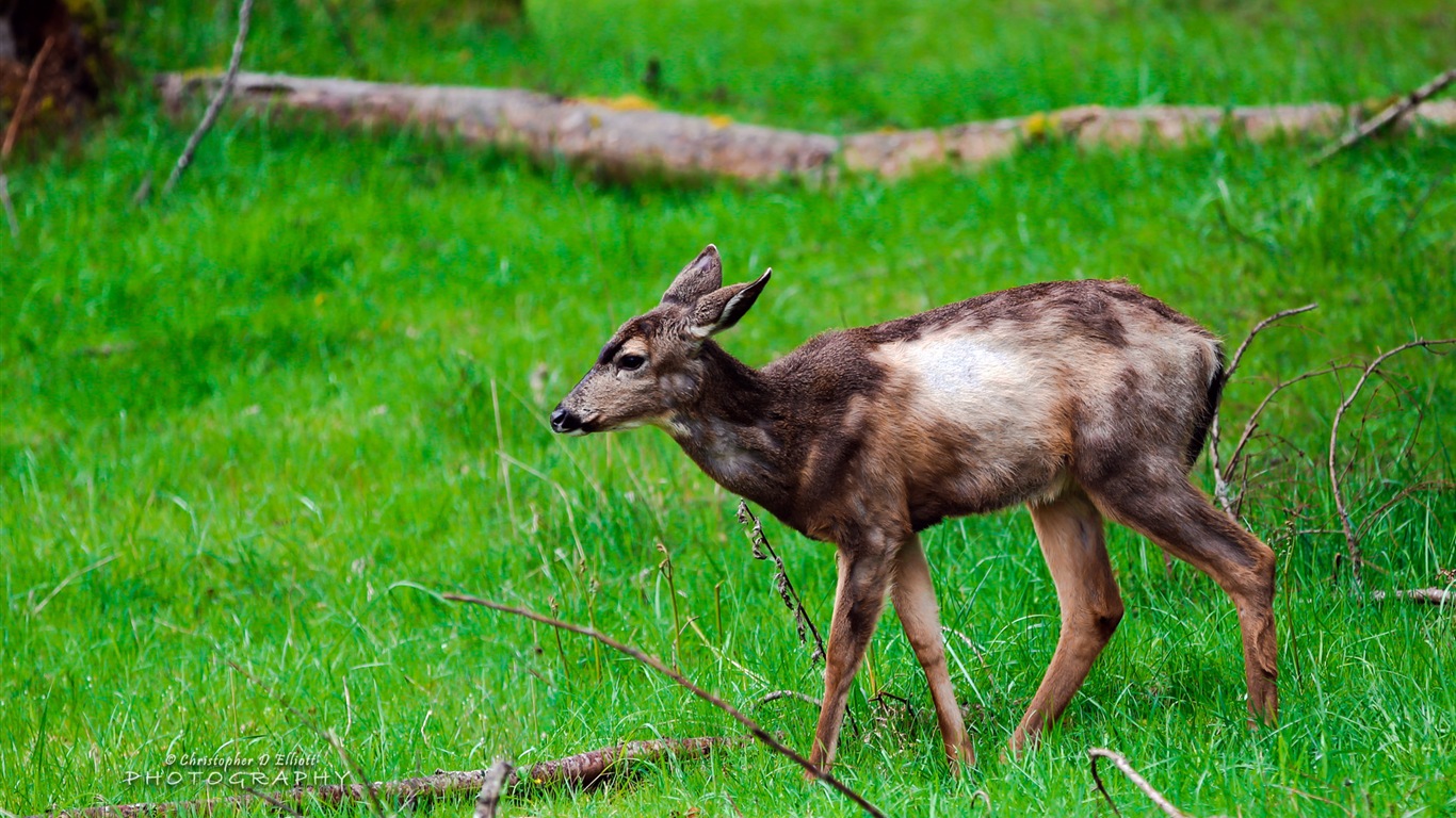 Windows 8主題，野生動物 高清壁紙 #10 - 1366x768