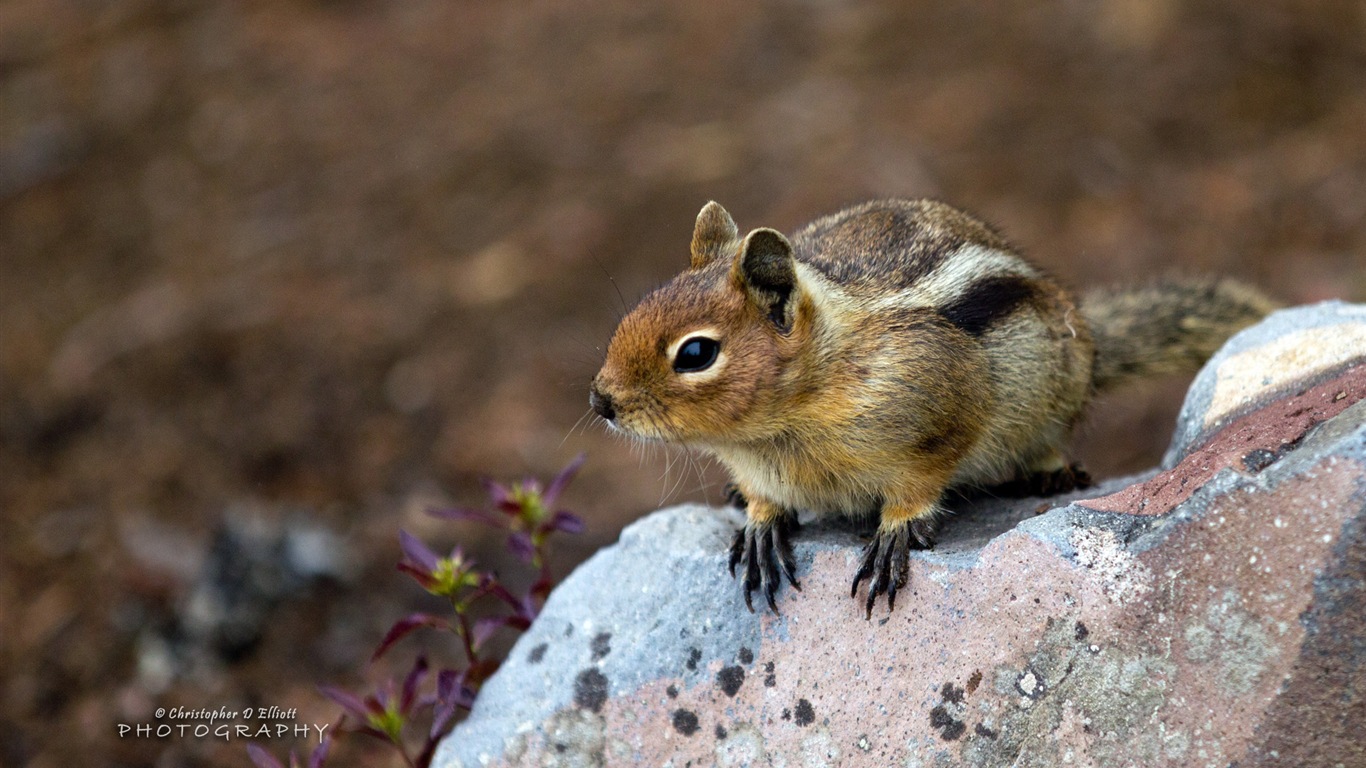 Windows 8主題，野生動物 高清壁紙 #12 - 1366x768