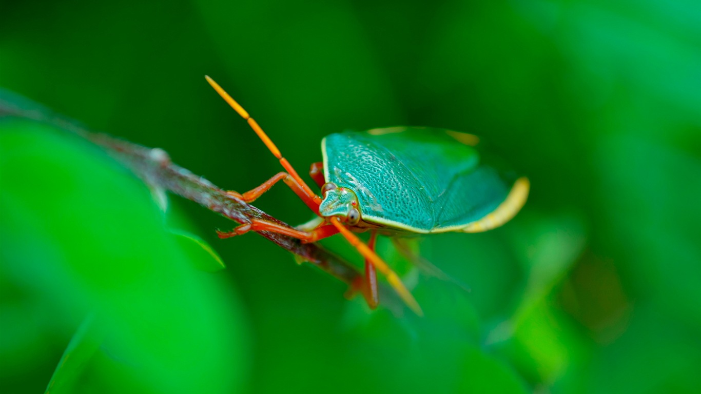 Windows 8 fond d'écran thème, insectes monde #3 - 1366x768