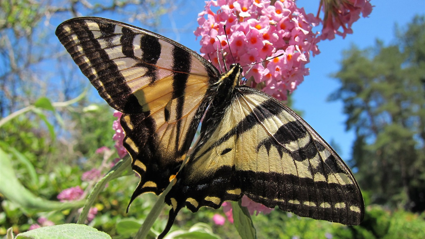 Windows 8 theme wallpaper, insects world #8 - 1366x768
