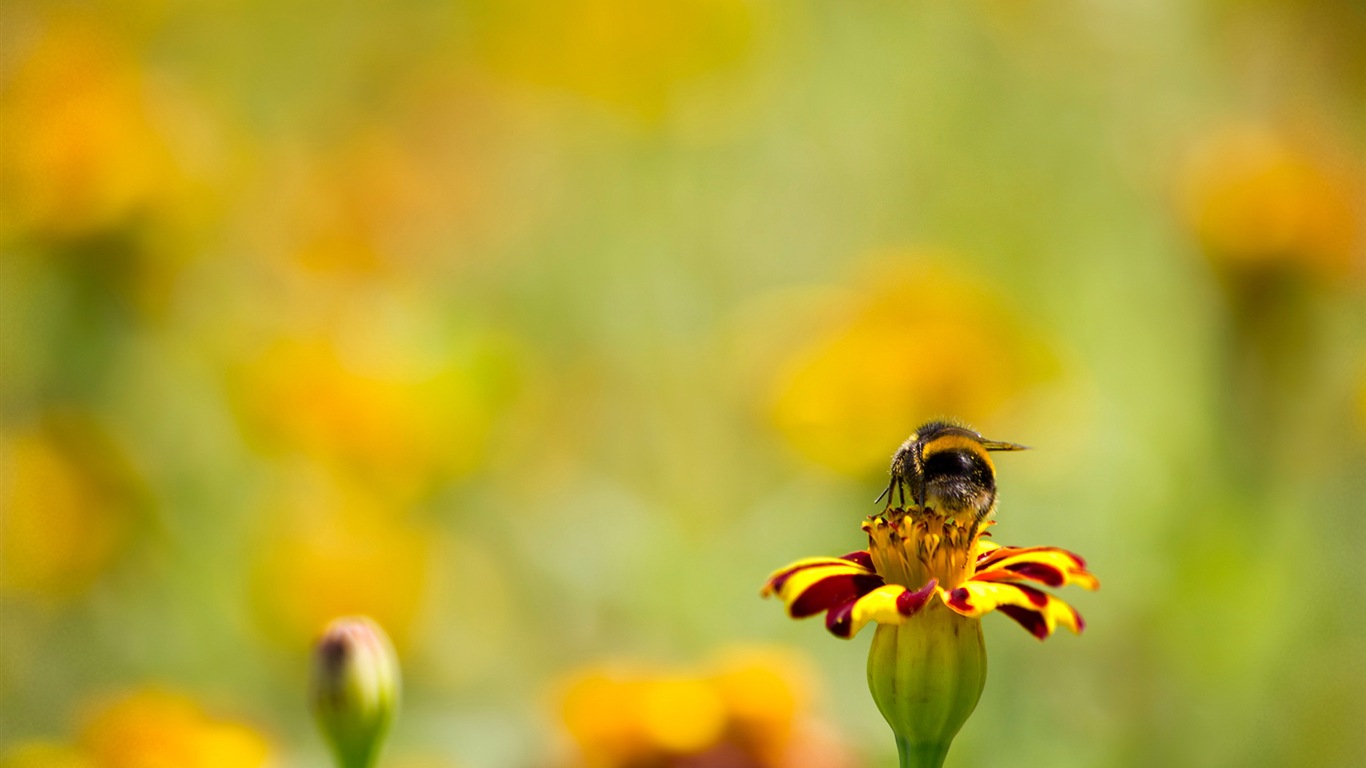 Windows 8 fond d'écran thème, insectes monde #10 - 1366x768