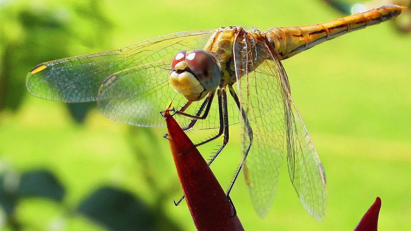 Windows 8 fond d'écran thème, insectes monde #11 - 1366x768