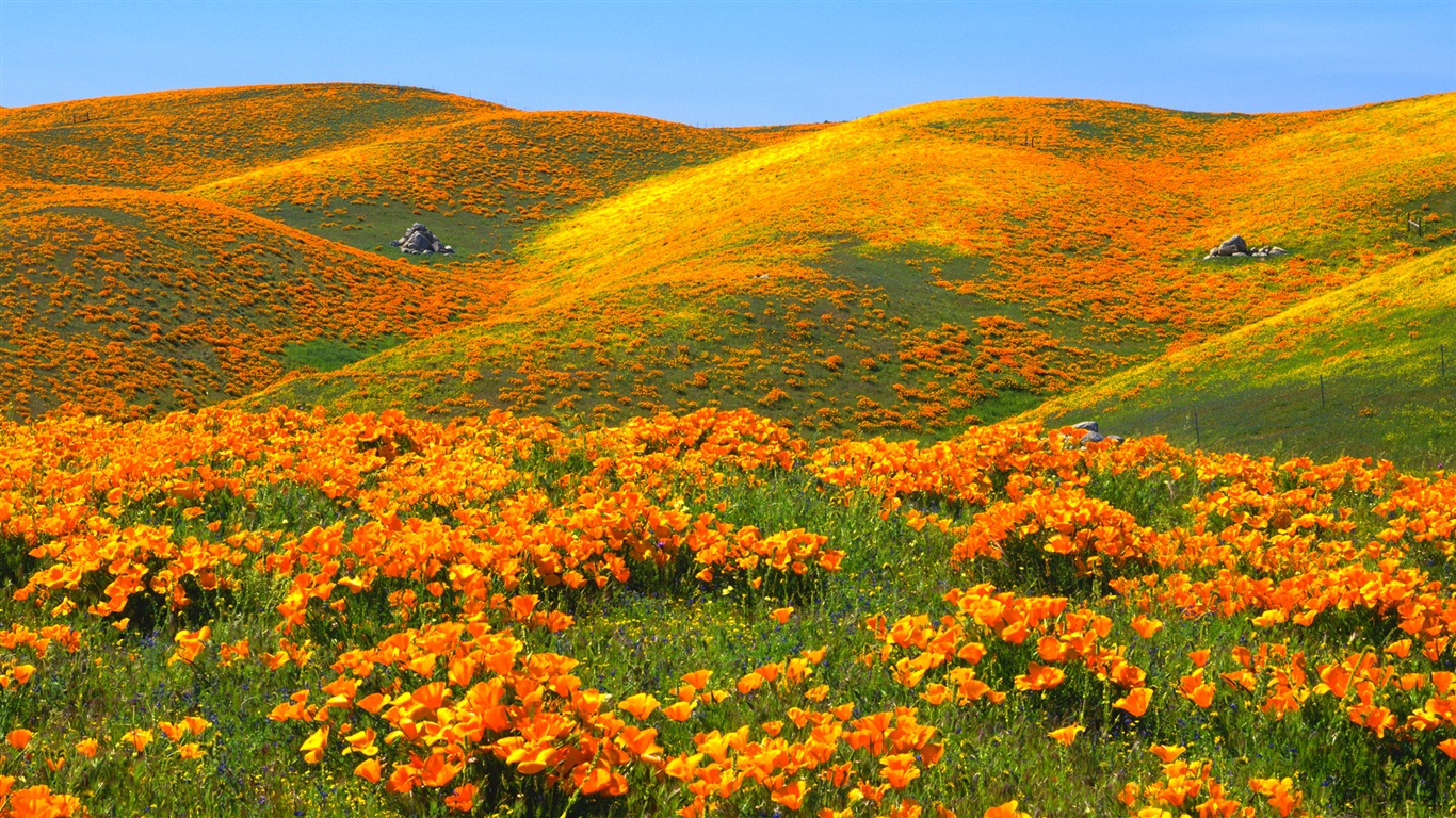 Belle couleur, décor naturel de fonds d'écran HD #4 - 1366x768