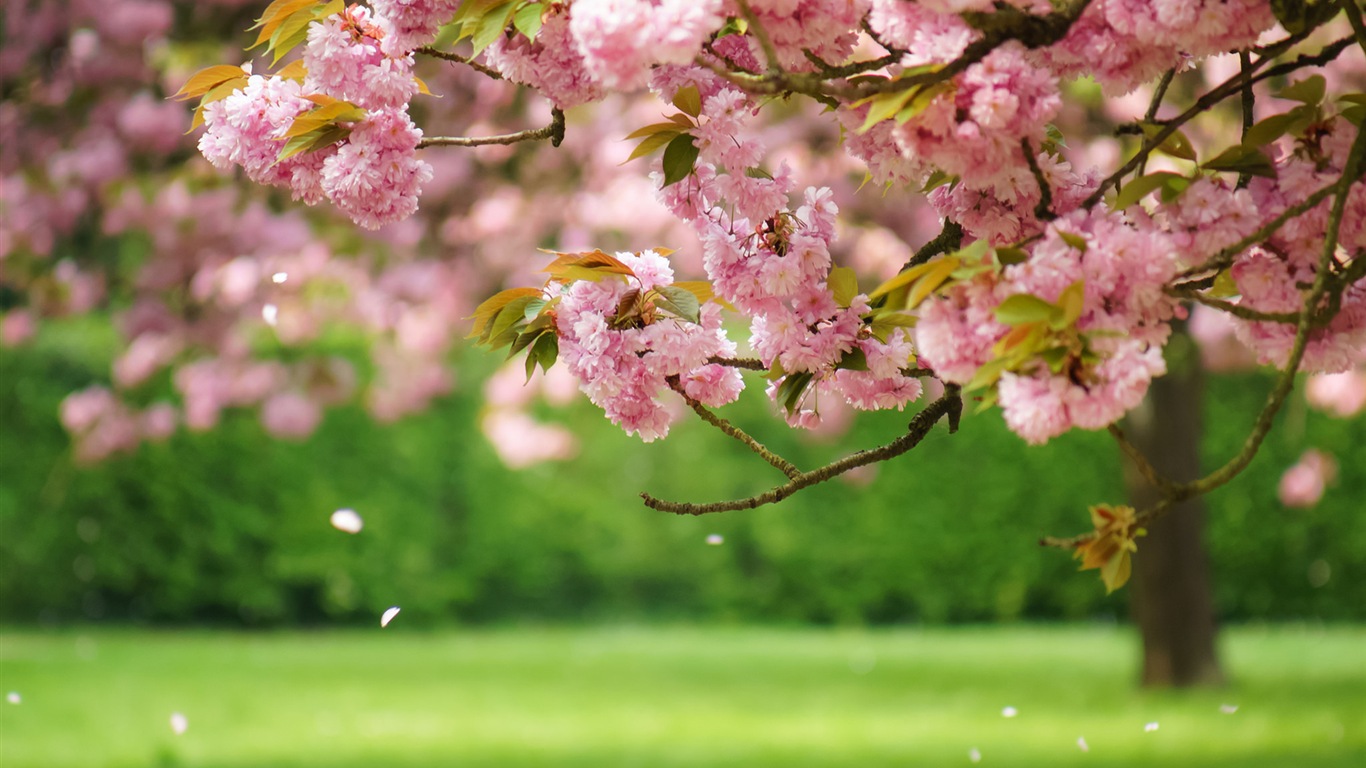 Fleurs de printemps fleurissent fonds d'écran HD #1 - 1366x768