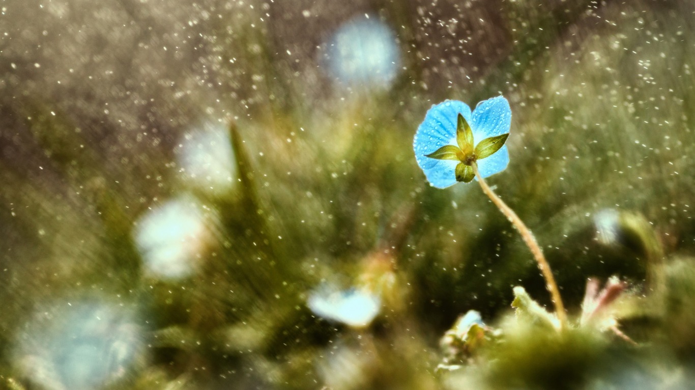 봄 꽃의 HD 배경 화면을 꽃 #2 - 1366x768