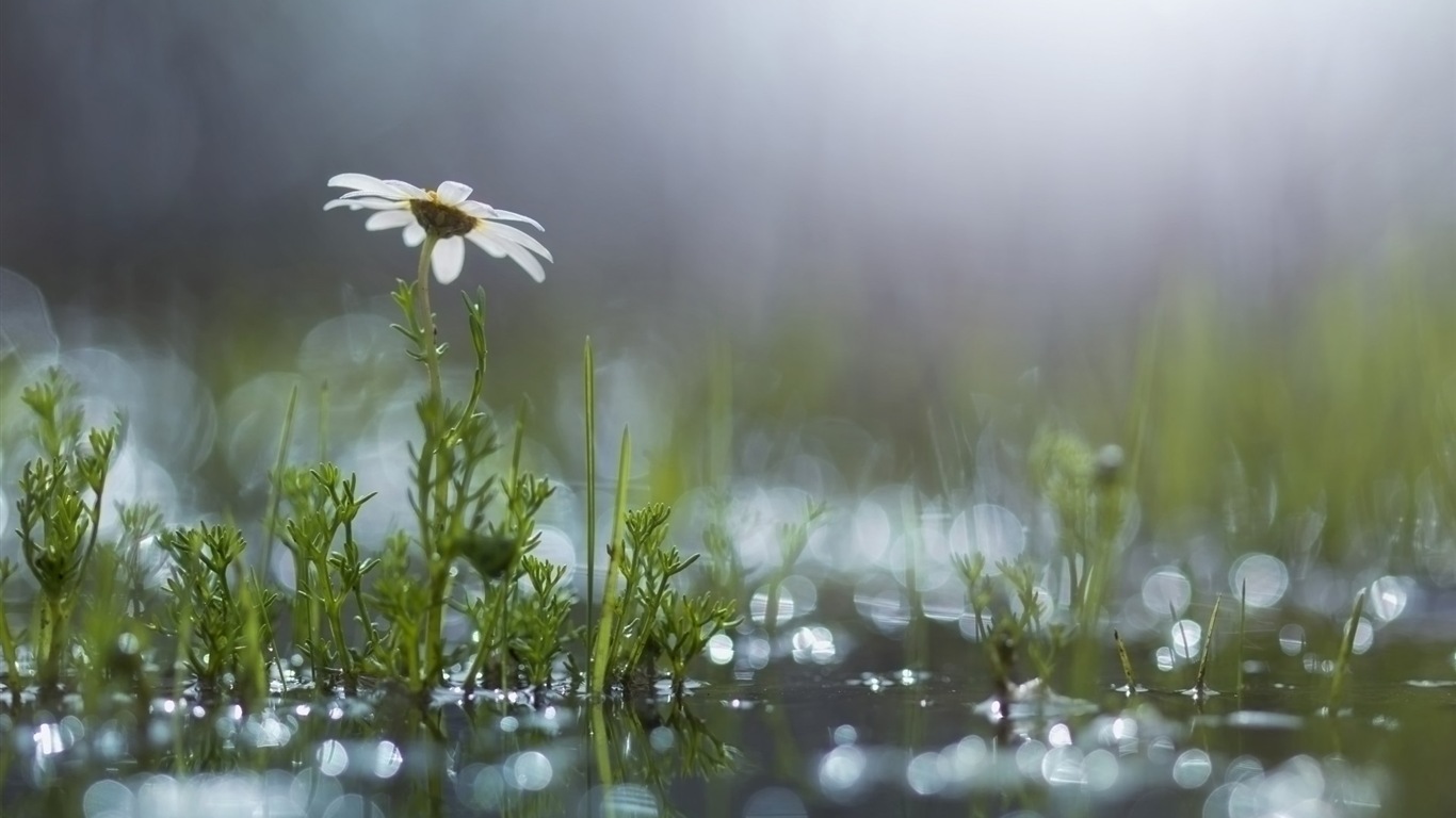 春天百花盛开 高清壁纸3 - 1366x768