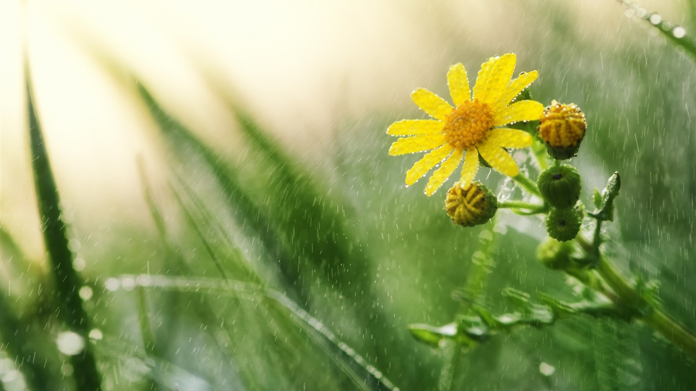 春天百花盛开 高清壁纸4 - 1366x768