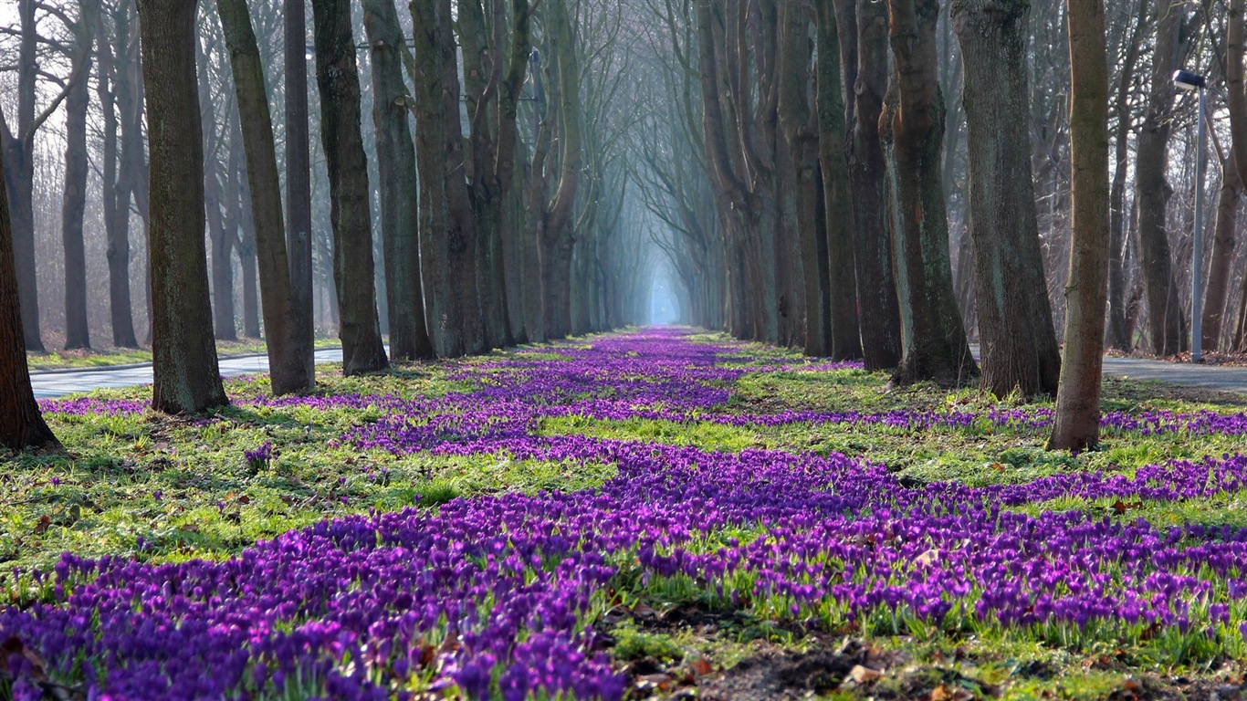 Fleurs de printemps fleurissent fonds d'écran HD #5 - 1366x768