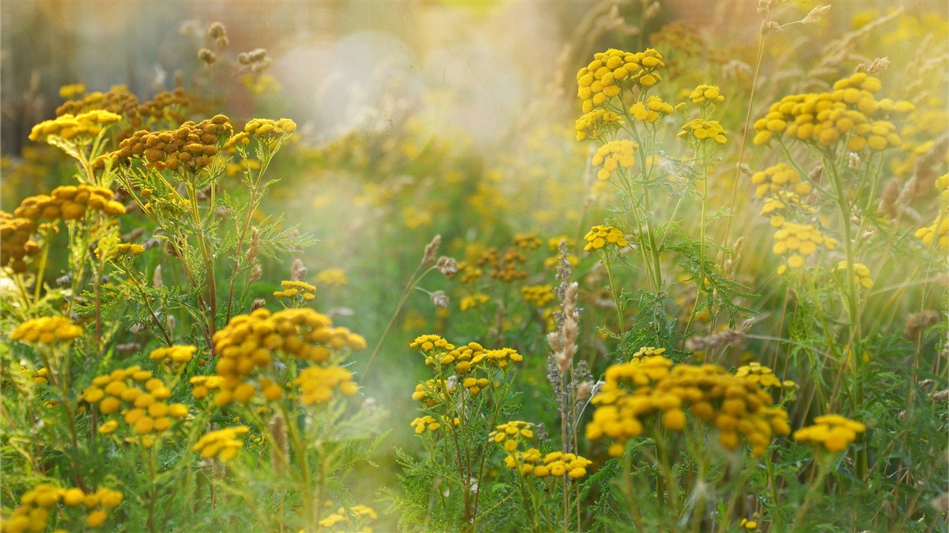 Frühlingsblumen blühen HD Wallpaper #8 - 1366x768