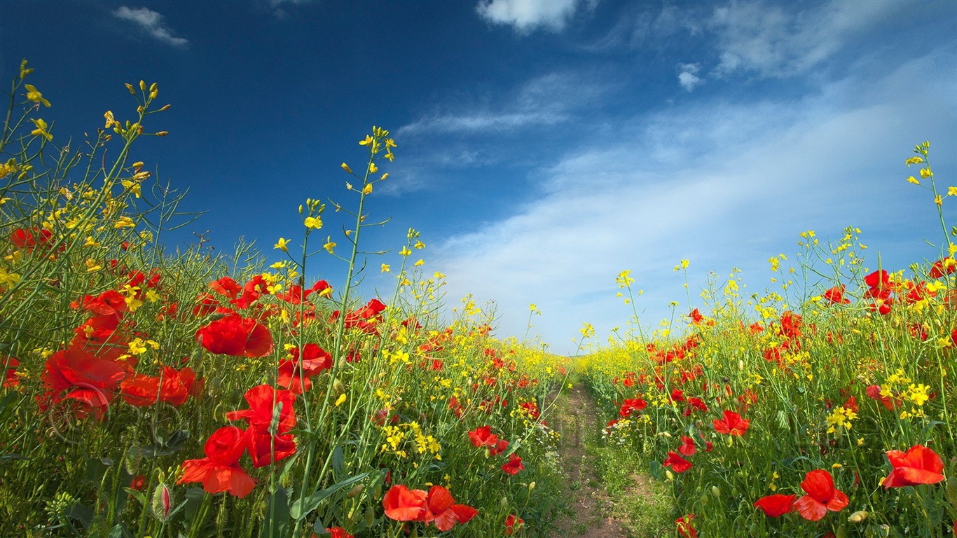 Fleurs de printemps fleurissent fonds d'écran HD #9 - 1366x768