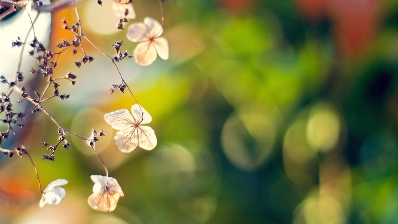 Fleurs de printemps fleurissent fonds d'écran HD #11 - 1366x768